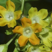 <i>Telosma cordata</i>  (Burm.f.) Merr.